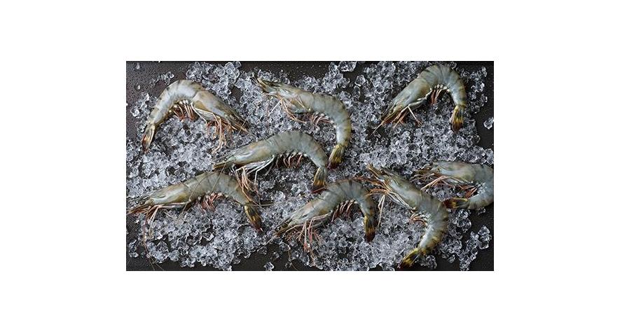 Sources: Madagascar Shrimp