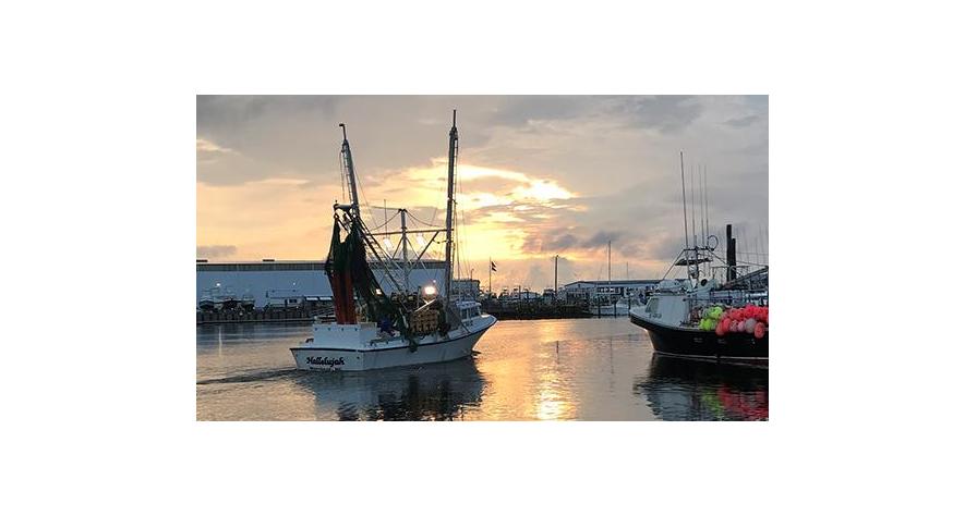 Sources: Carolina Shrimp