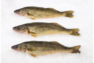 Pike Whole