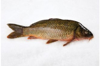 Carp Whole