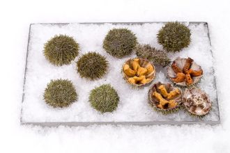Sea Urchins