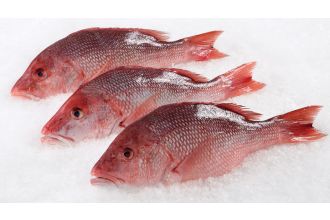 Red Snapper Whole