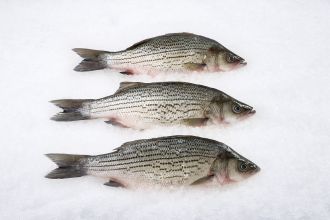 Hybrid Striped Bass Whole