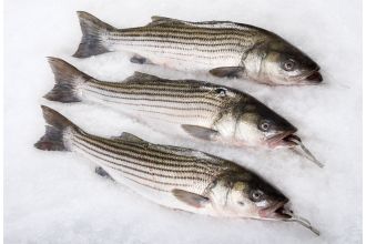 Striped Bass Whole