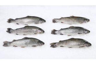 Rainbow Trout Whole 