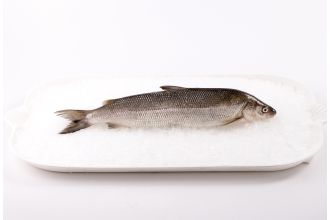 Whitefish Whole