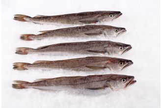 Whiting Whole