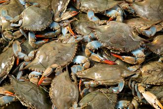 Live Hardshell Crabs