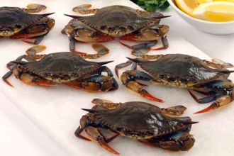 Wild Live Soft Shell Crabs