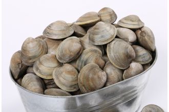 Little Neck Clams