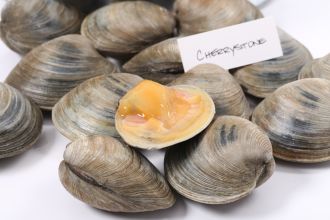 Cherrystone Clams
