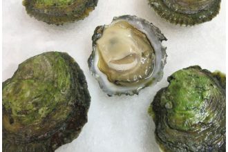 Belon Oysters