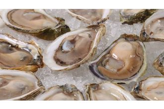 Wellfleet Oysters
