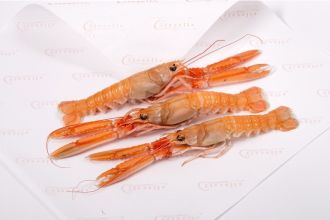 Langoustines