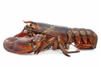 Large Live Lobsters