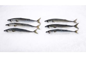 Boston Mackerel Whole