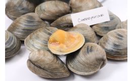 Cherrystone Clams