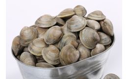 Little Neck Clams
