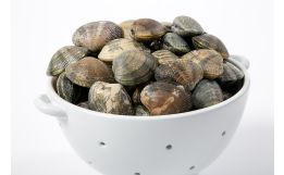 Manila Clams
