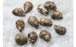 Bad Boy Oysters