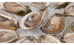 Wellfleet Oysters