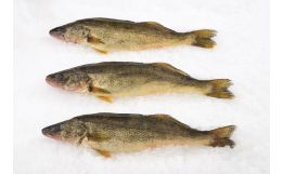 Pike Whole