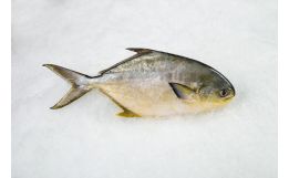Pompano Whole