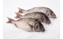 Porgies Whole