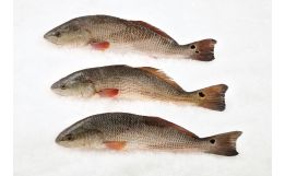 Red Fish Whole (Red Drum)