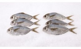 Butterfish Whole