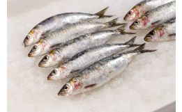 Imported Sardines