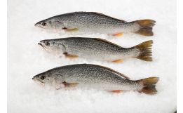 Sea Trout Whole