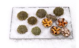 Sea Urchins