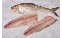 Boned Shad Fillet