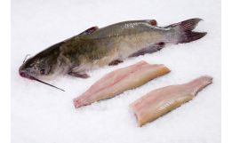 Catfish Fillet