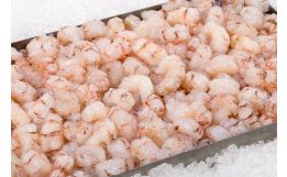 Rock Shrimp