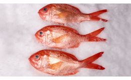 New Zealand Red Snapper Whole