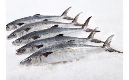 Spanish Mackerel Whole