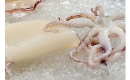 Cleaned Calamari Whole