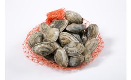Steamers