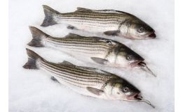 Striped Bass Whole