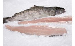 Rainbow Trout Fillet