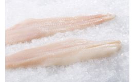 Icelandic Turbot Fillet