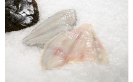Turbot Whole