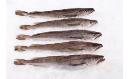Whiting Whole