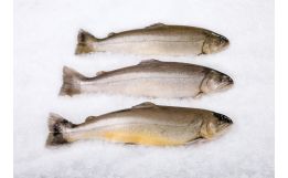 Arctic Char Whole