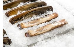 Razor Clams