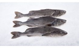 Black Cod Whole