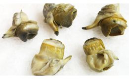 Scungilli (Conch)