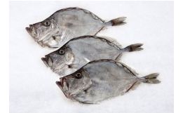 John Dory Whole